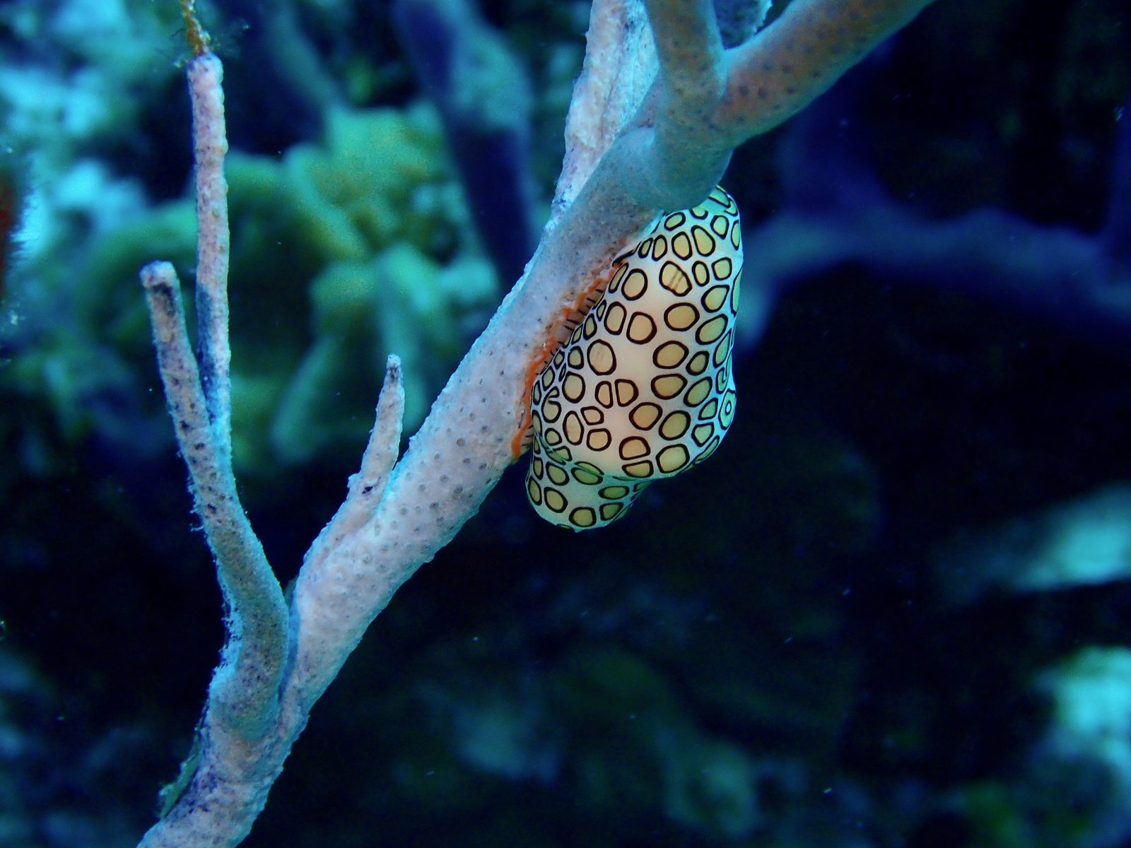 Fond marin coloré avec un poisson sur un corail